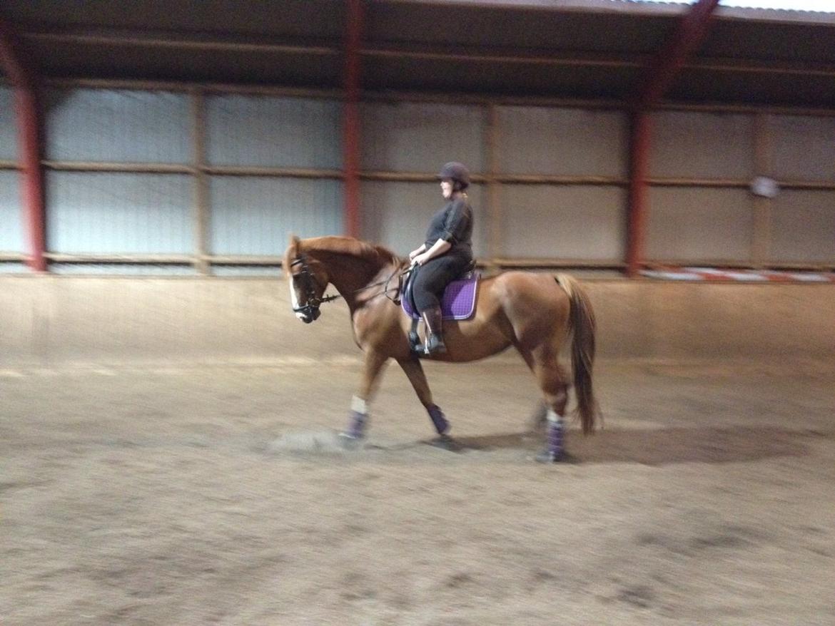 Dansk Varmblod Heartbreaker's Finally billede 9