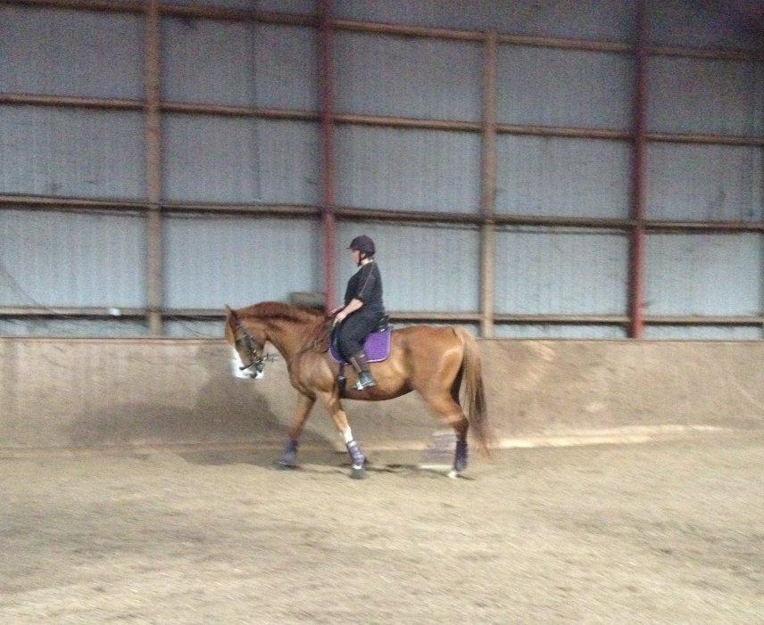 Dansk Varmblod Heartbreaker's Finally billede 10