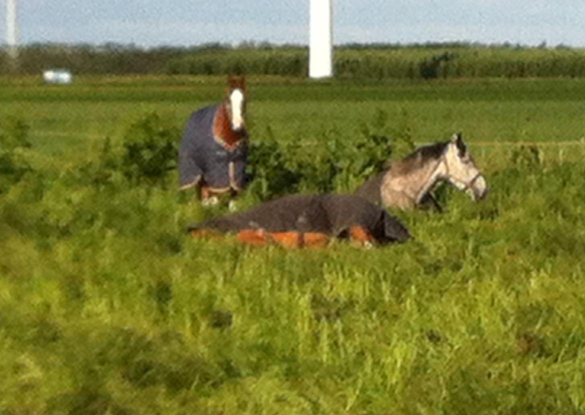 Dansk Varmblod Heartbreaker's Finally - min tykke madamme ligger og sover :) billede 11