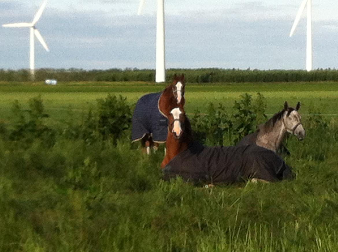 Dansk Varmblod Heartbreaker's Finally - mig??  billede 12