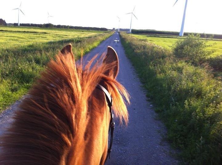 Dansk Varmblod Heartbreaker's Finally billede 5