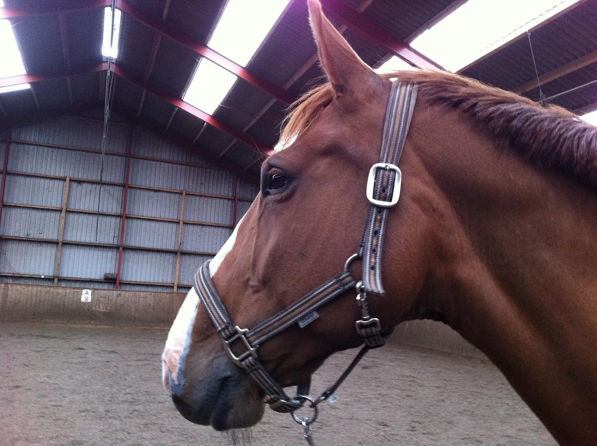 Dansk Varmblod Heartbreaker's Finally billede 14