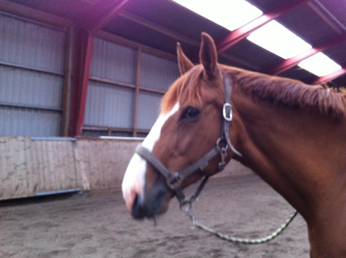 Dansk Varmblod Heartbreaker's Finally billede 15