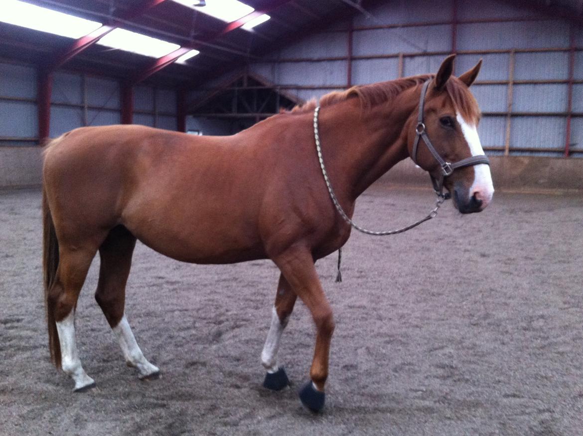 Dansk Varmblod Heartbreaker's Finally billede 16