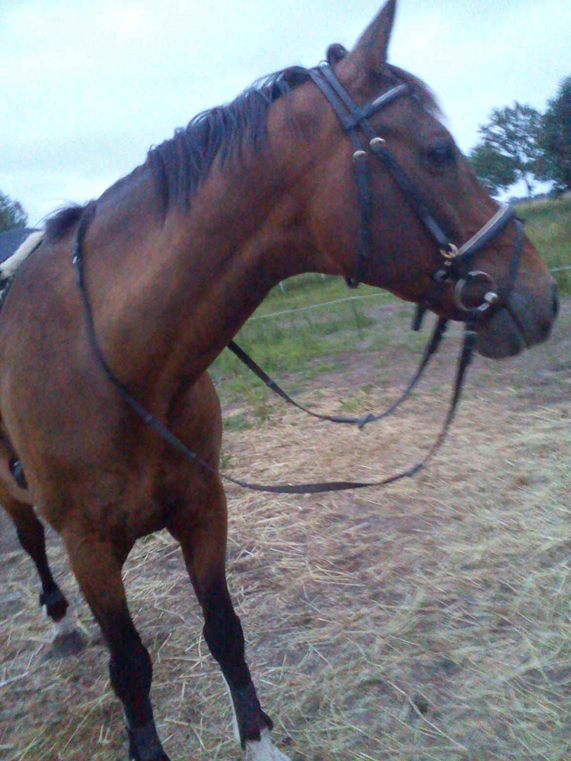 Dansk Varmblod Lima billede 6