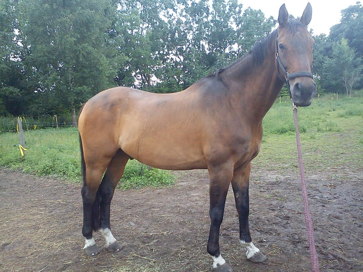 Dansk Varmblod Lima billede 7