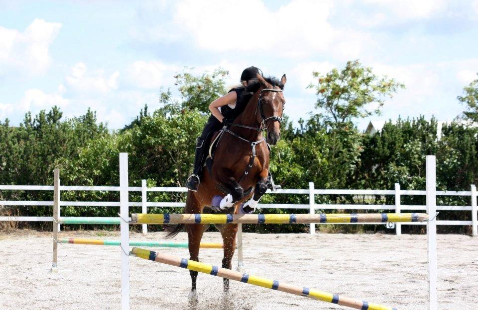 Dansk Varmblod Lillelunds Manja - Manja og jeg 120, Vi to men svæver som en.. billede 3