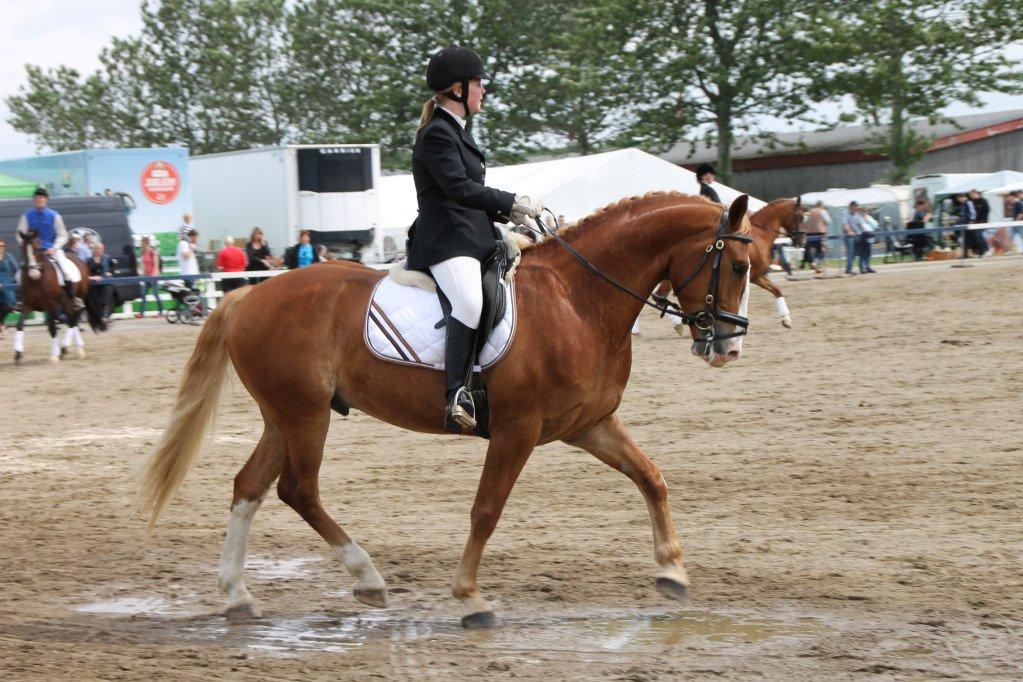 Frederiksborg Østervig frodo - Landsskuet 2012 billede 6