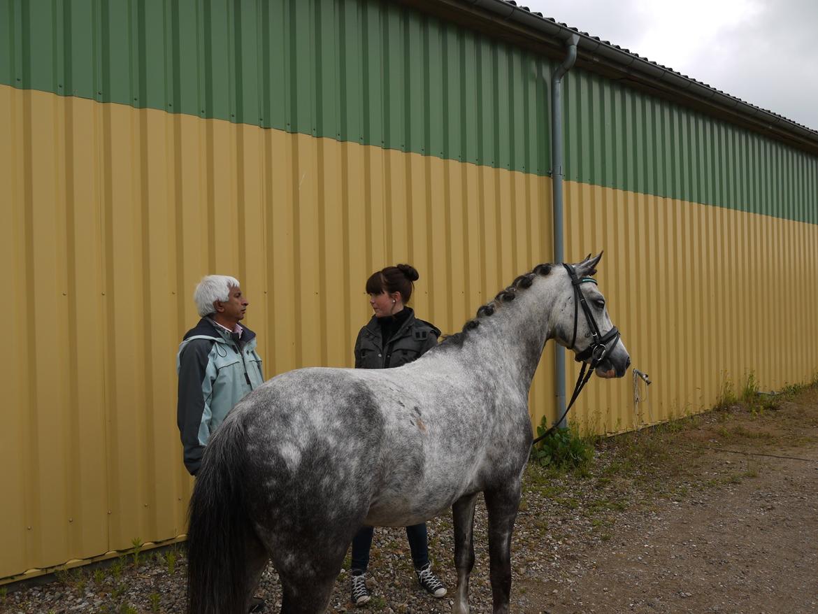 Anden særlig race Armani - B-pony - I will always remember every little thing you do for me.. billede 16