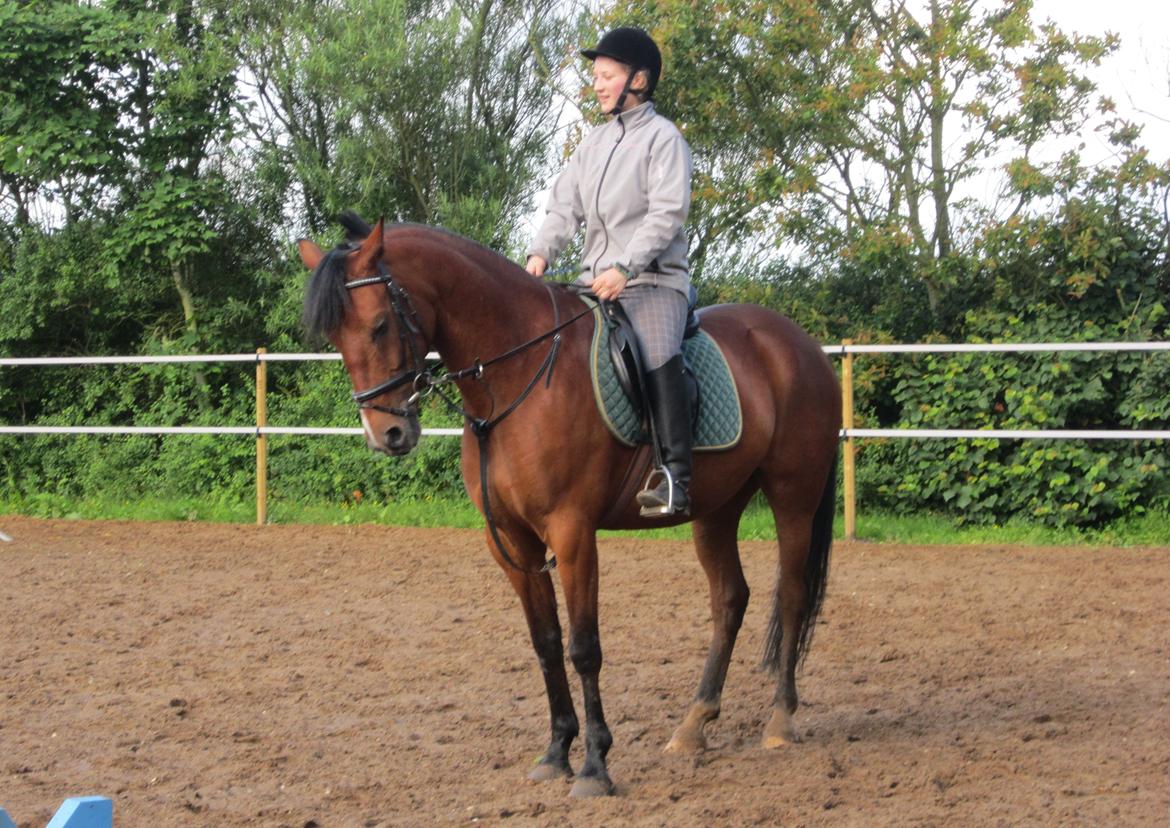 Pinto Figaro Ponygaarden billede 18