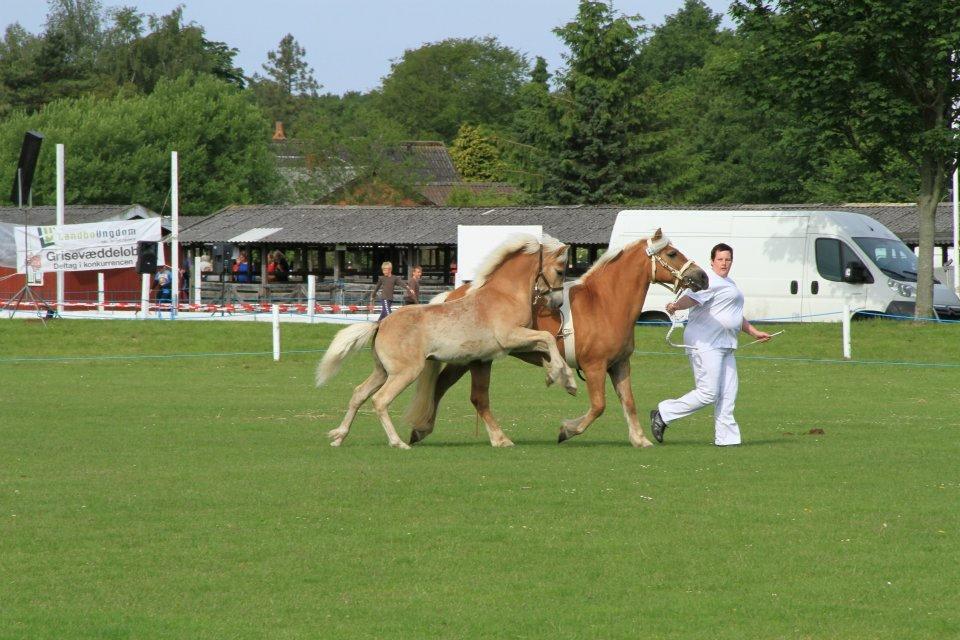 Haflinger alf lindegaard - alf på dyreskue med sin mor juni 2012 billede 11