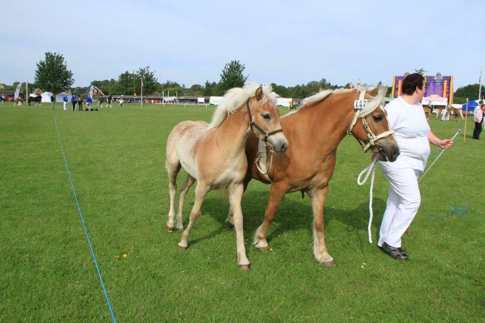 Haflinger alf lindegaard - men kan også godt gå pænt billede 12