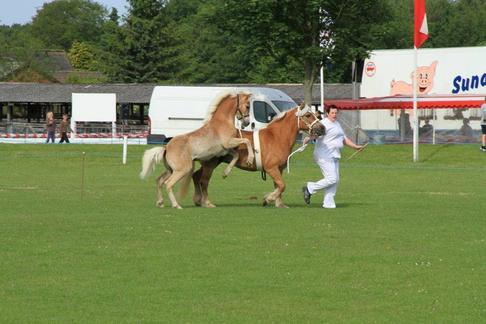 Haflinger alf lindegaard - alf laver løger så alle kan se hvor dygtig han er he he billede 1