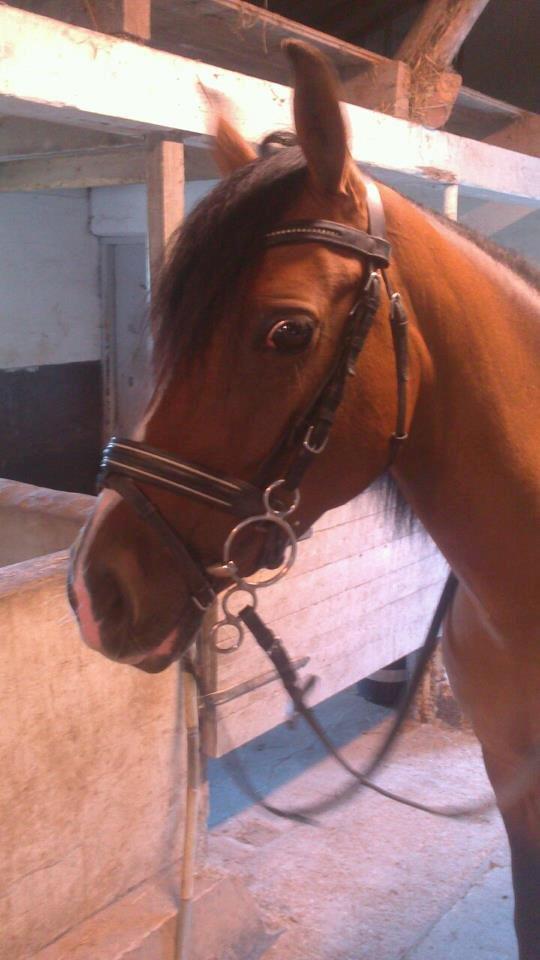 Anden særlig race Miss Caya (Prinsessen) billede 12