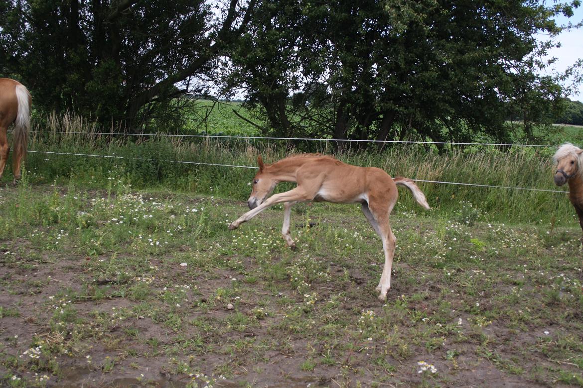 Palomino Wede's Miss Dia  billede 13