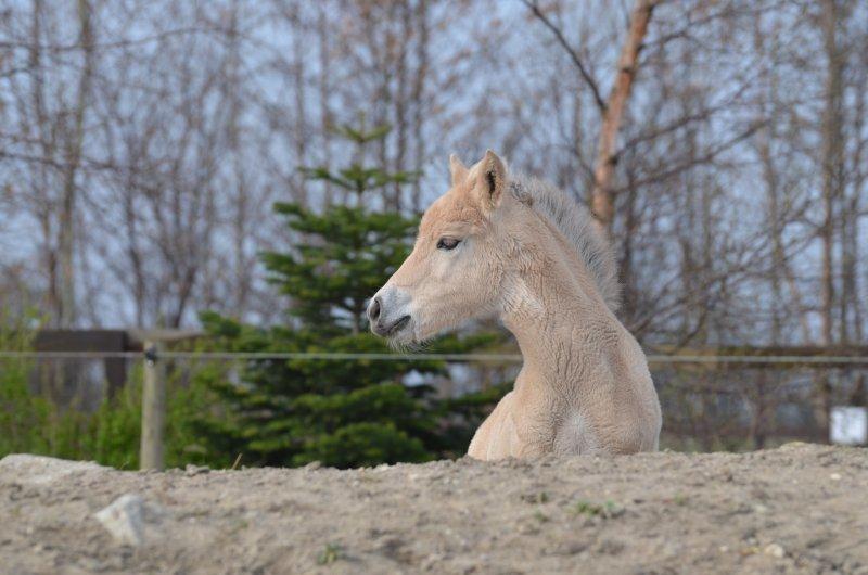 Fjordhest Åmosegaards Fanta billede 5