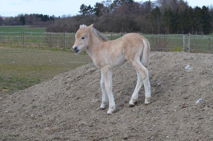 Fjordhest Åmosegaards Fanta billede 10