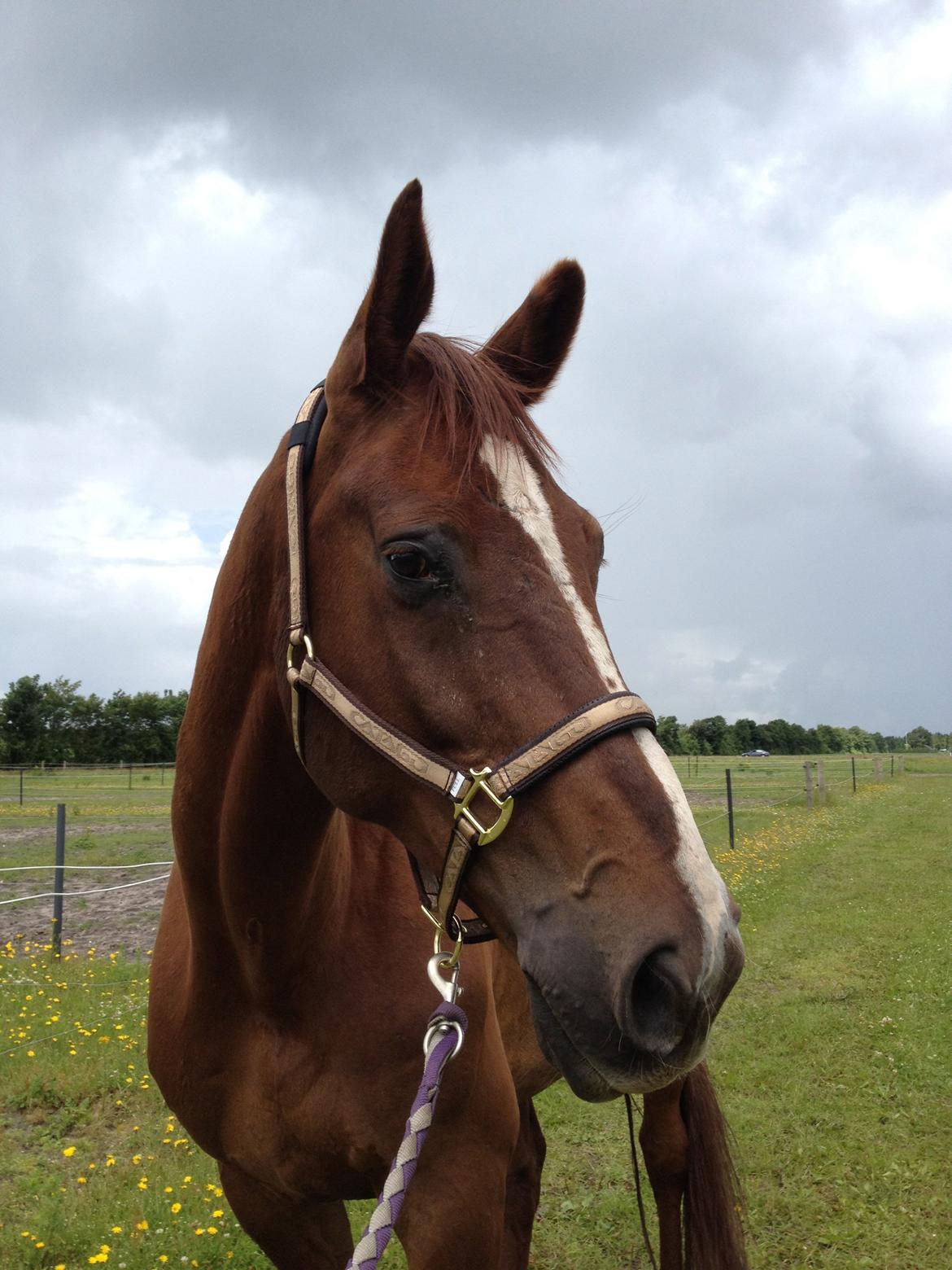 Hollandsk Varmblod Vincent B (Posen) - Min smukke Pose <3 billede 1