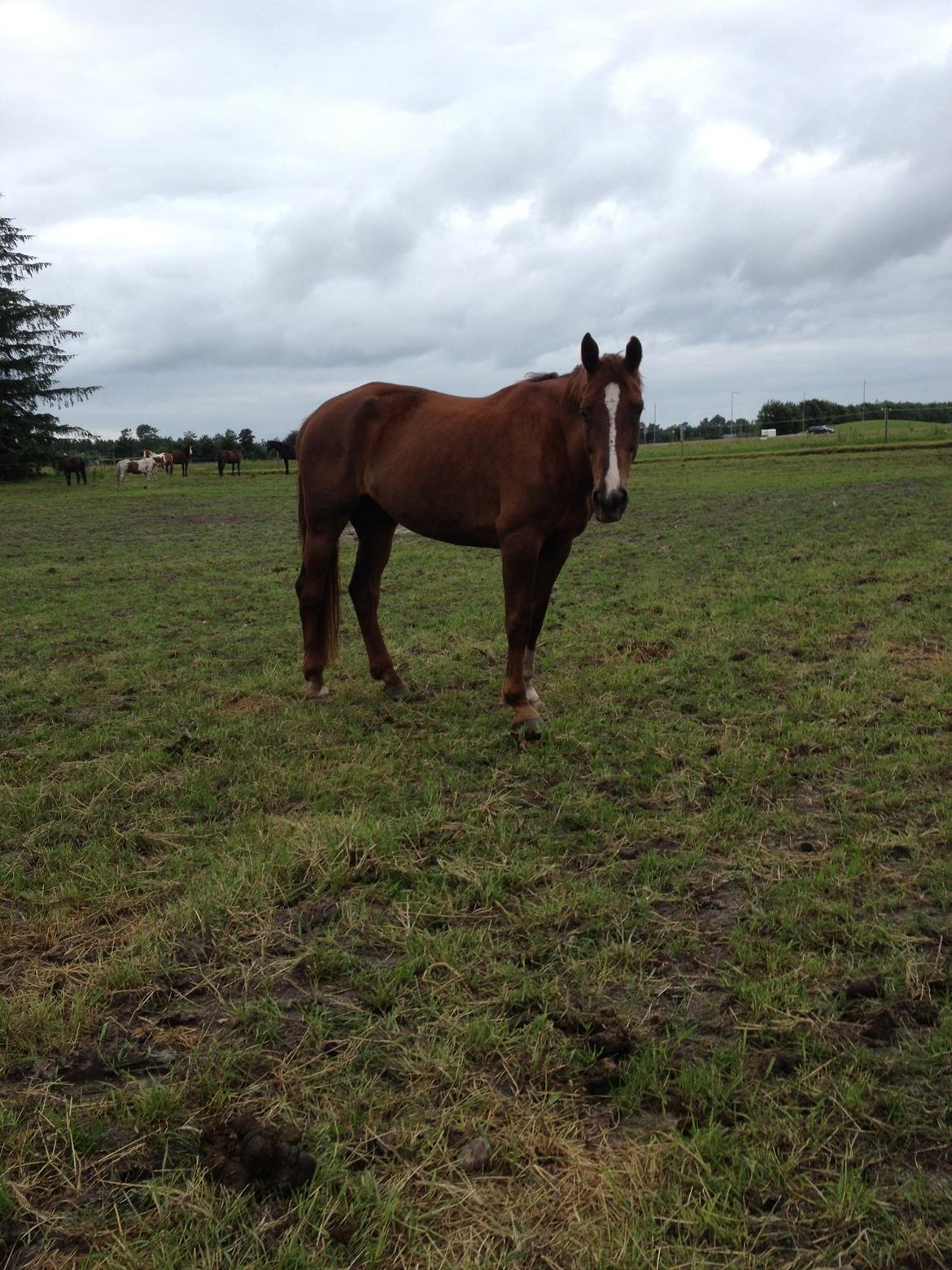 Hollandsk Varmblod Vincent B (Posen) billede 6