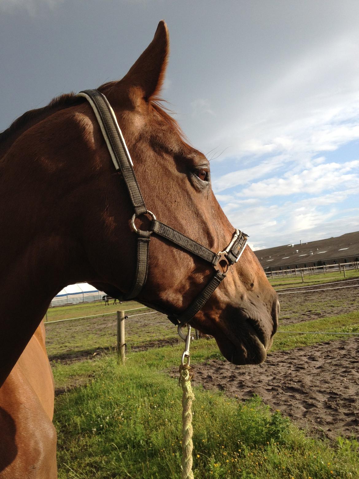 Hollandsk Varmblod Vincent B (Posen) billede 2