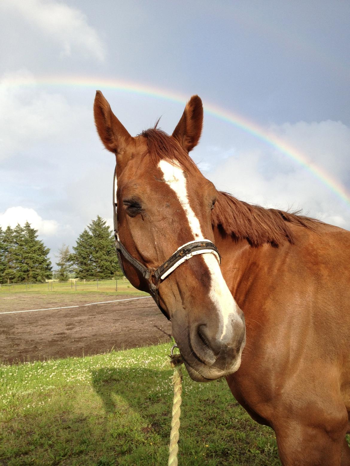 Hollandsk Varmblod Vincent B (Posen) billede 10