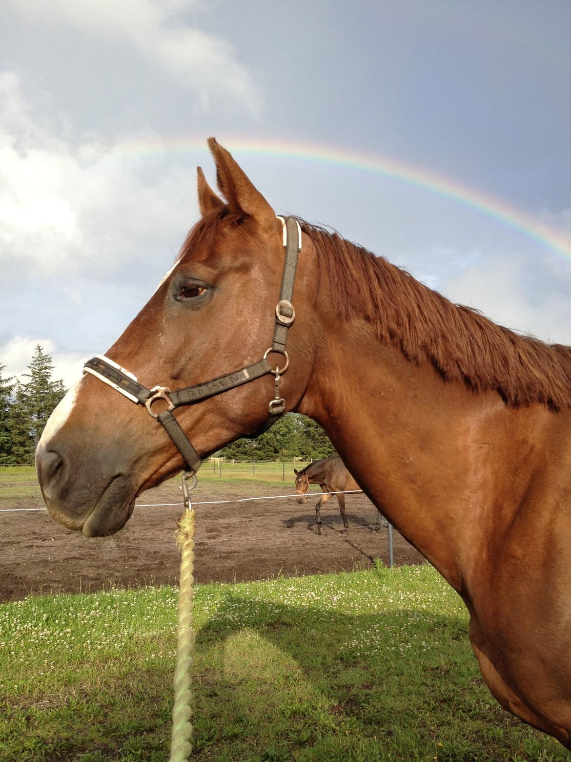 Hollandsk Varmblod Vincent B (Posen) - Så høj at han røre regnbuen <3 billede 14