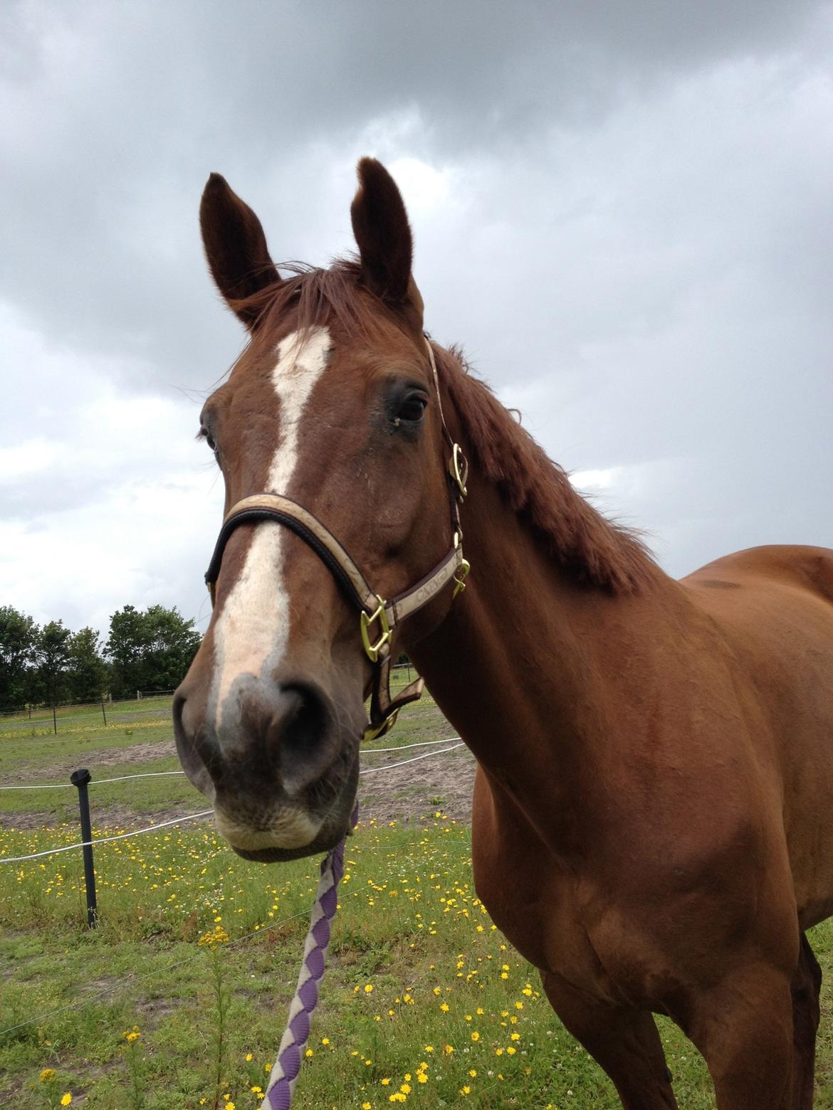 Hollandsk Varmblod Vincent B (Posen) billede 3