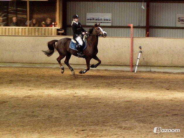 Hollandsk Sportspony Cyprana-B billede 5