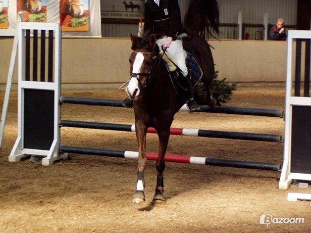 Hollandsk Sportspony Cyprana-B - LB** billede 7