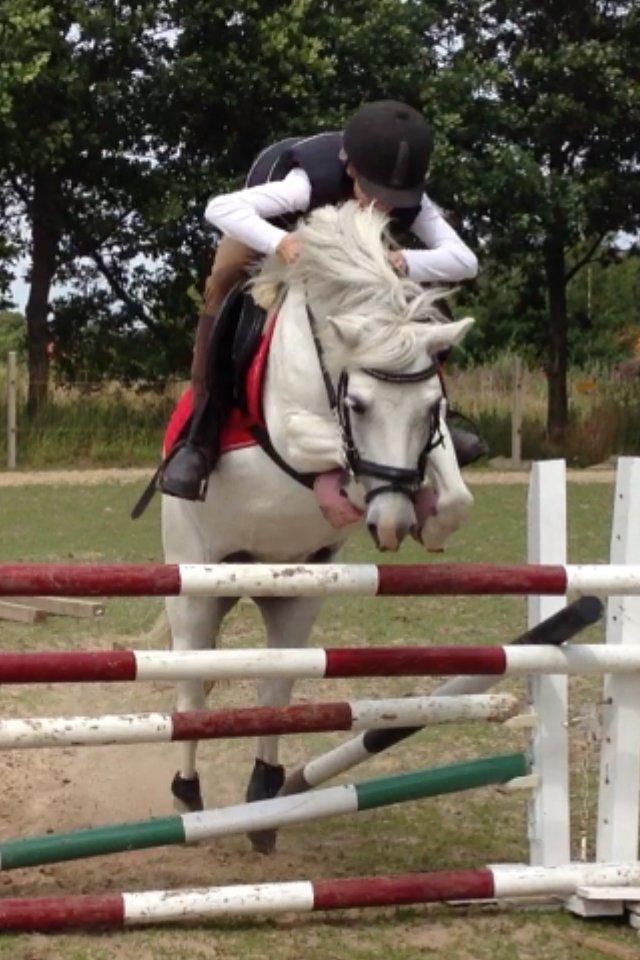 Welsh Mountain (sec A) Coco Zeylex billede 8