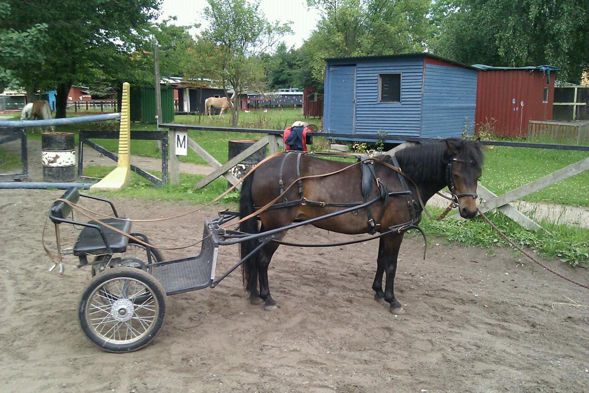 Dartmoor Klostermarkens Atlanta - Atlanta - første gang med vogn. Det gik simpelthen så godt og hun var helt kold overfor det :D billede 9