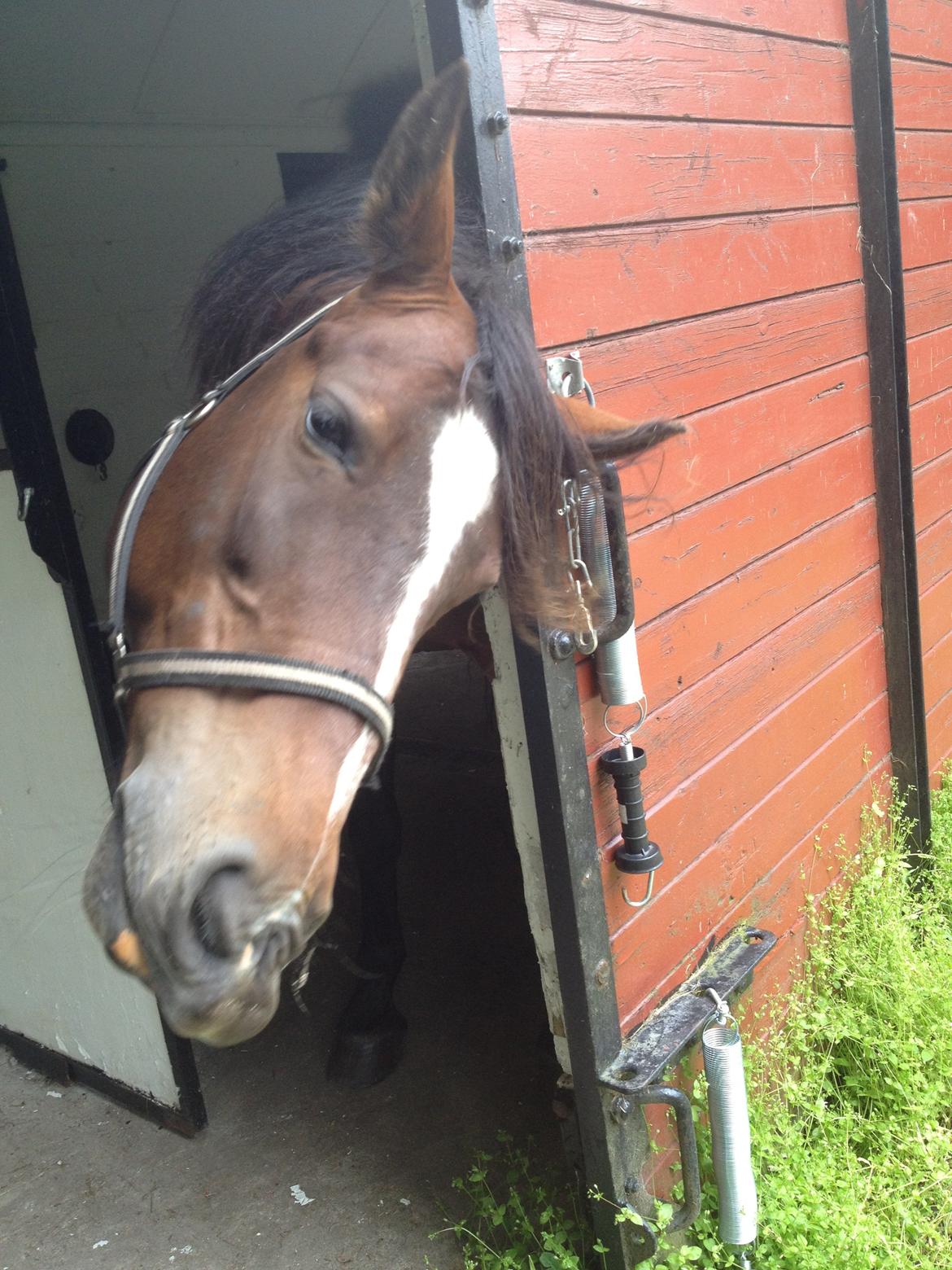 Anden særlig race Lovis (: <3 - Nøøøj det er godt at klø man :D billede 17