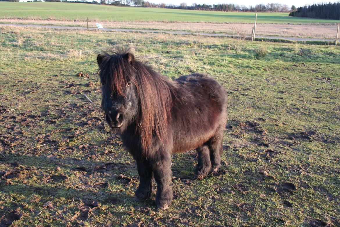 Shetlænder Malik billede 4