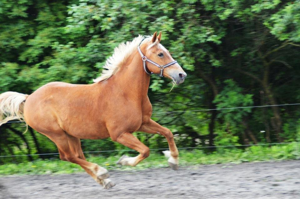 Anden særlig race Frankie Boy billede 19