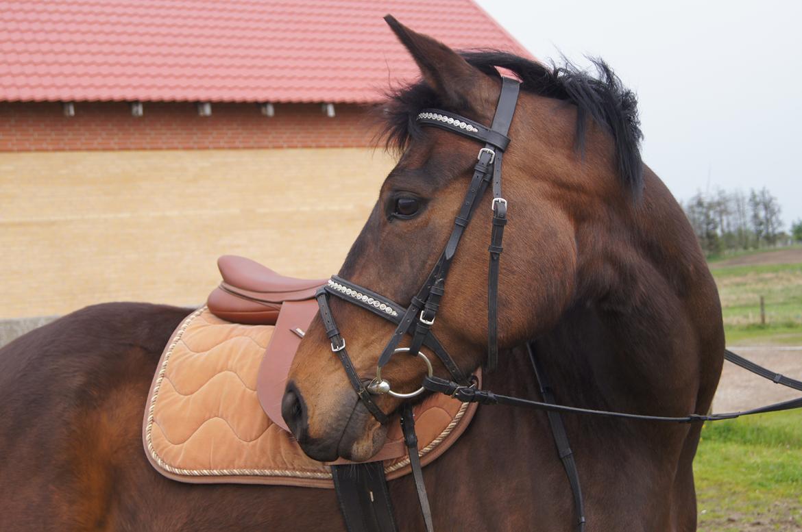 Dansk Varmblod ADRIANE - Fantastisk Hest:,) billede 2