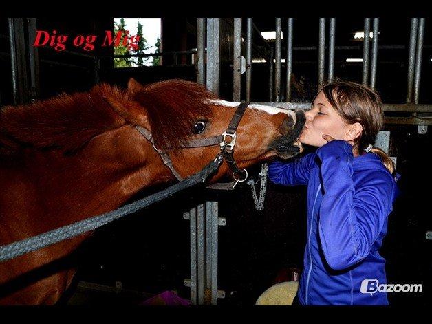 Hollandsk Sportspony Nuser/Loekie Liht (passer) - dejligt kys af nuser
dig og mig :) ;) <3<3 billede 14
