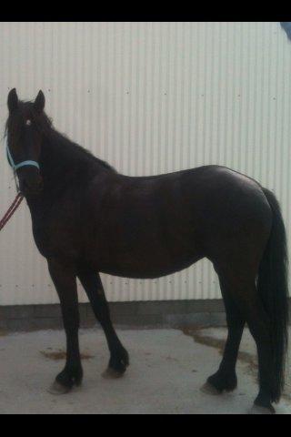 Anden særlig race Blacki - Første fremvisning af Min dejlige pige. Uanset hvor jeg bevægede mig hen, fulgte hendes blik mig konstant :-)  billede 1