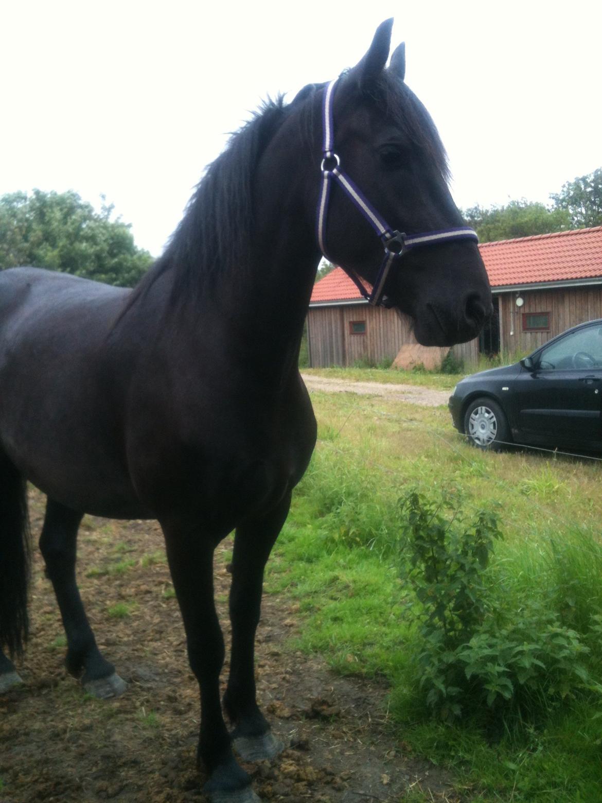Anden særlig race Blacki - Blacki står og lurer på vand det ryger ned for tavranden :-)  billede 2