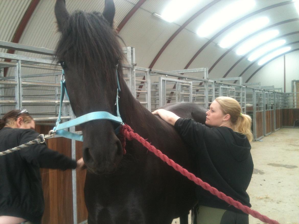 Anden særlig race Blacki billede 3