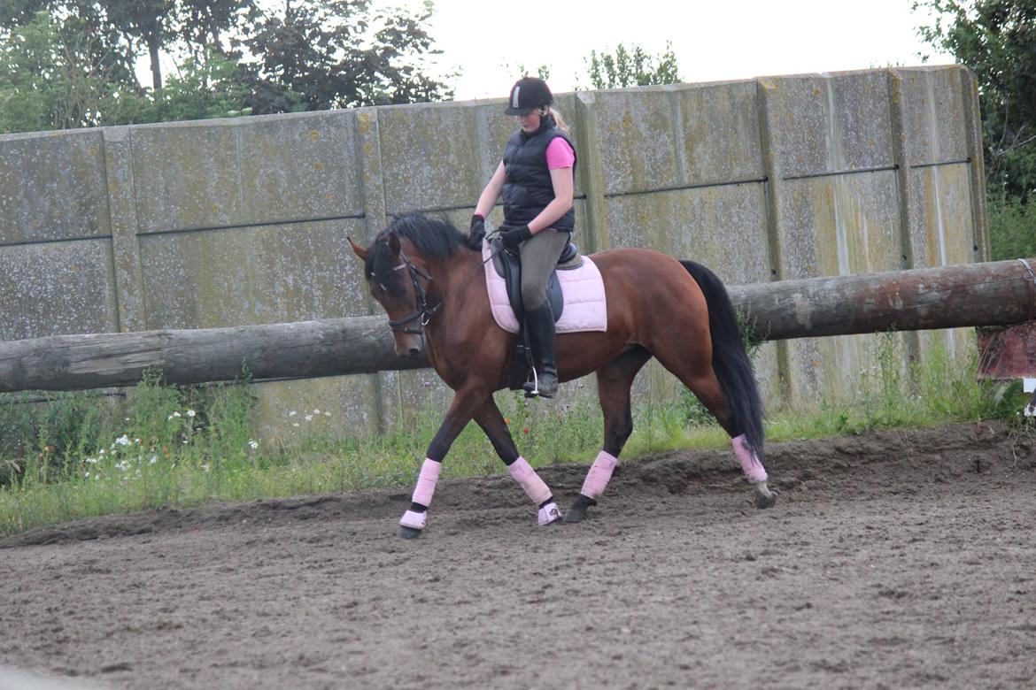 DSP Shamrocks Massa E Cozzile - undervisning 19-7-2012 billede 2