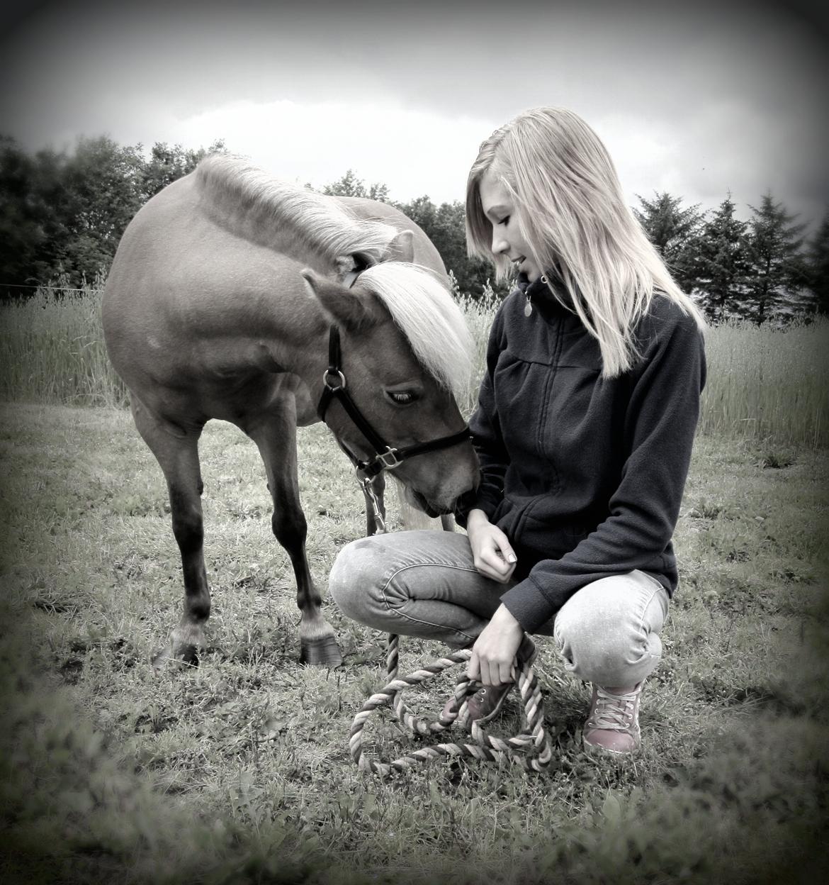 Shetlænder Ildka - - D. 18-07-2012. billede 20