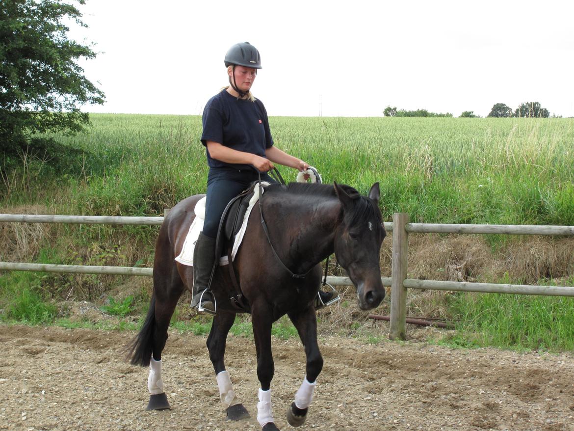 Traver Oventus - himmelhesten - "Look mom, - no "hands"...";o) billede 16