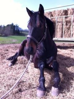 Traver Oventus - himmelhesten - "Op?? - Øhh nej, det tror jeg så nok ikk lige,moar.!" billede 13