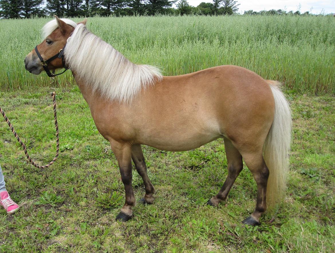 Shetlænder Ildka - - D. 18-07-2012. billede 1