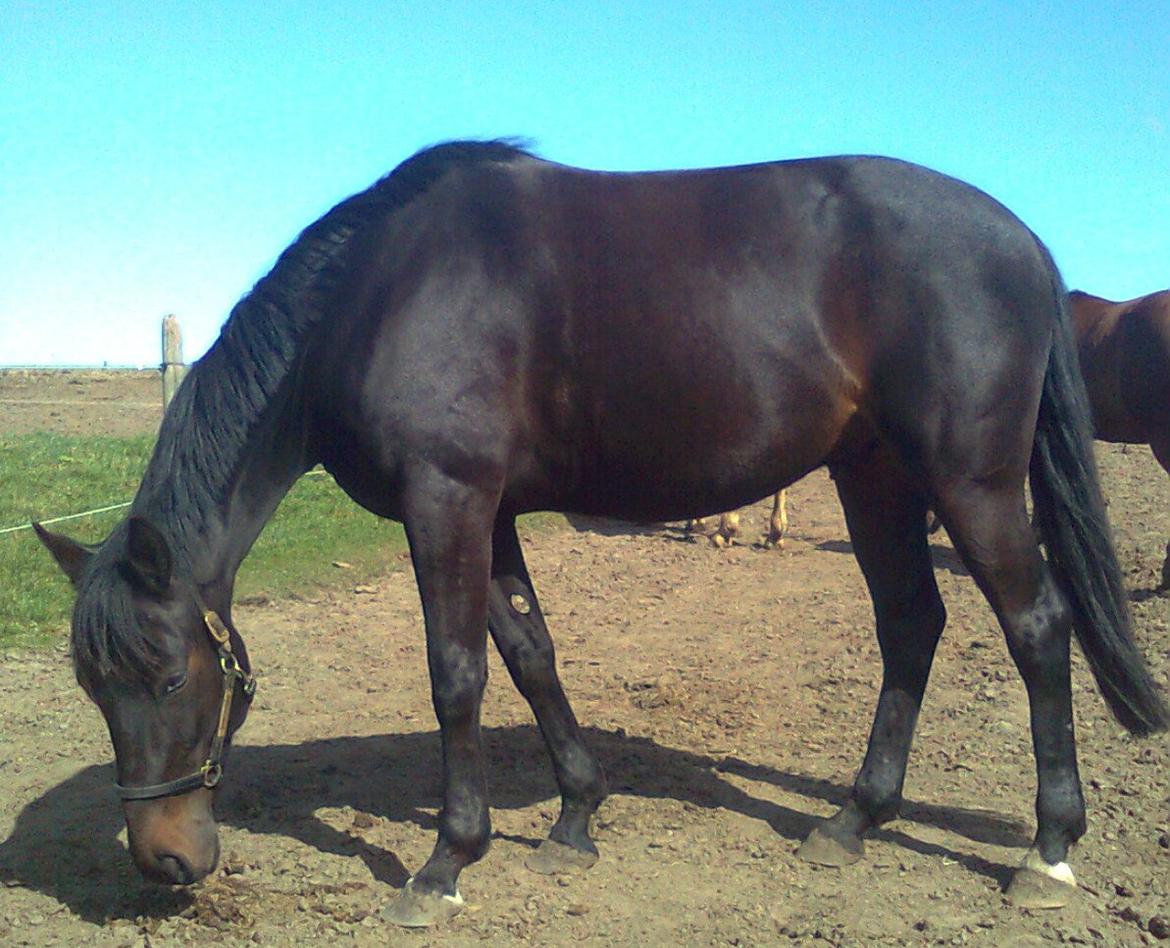 Traver Oventus - himmelhesten - "Øhh moar - hvor filan er græsset blevet af???" billede 15