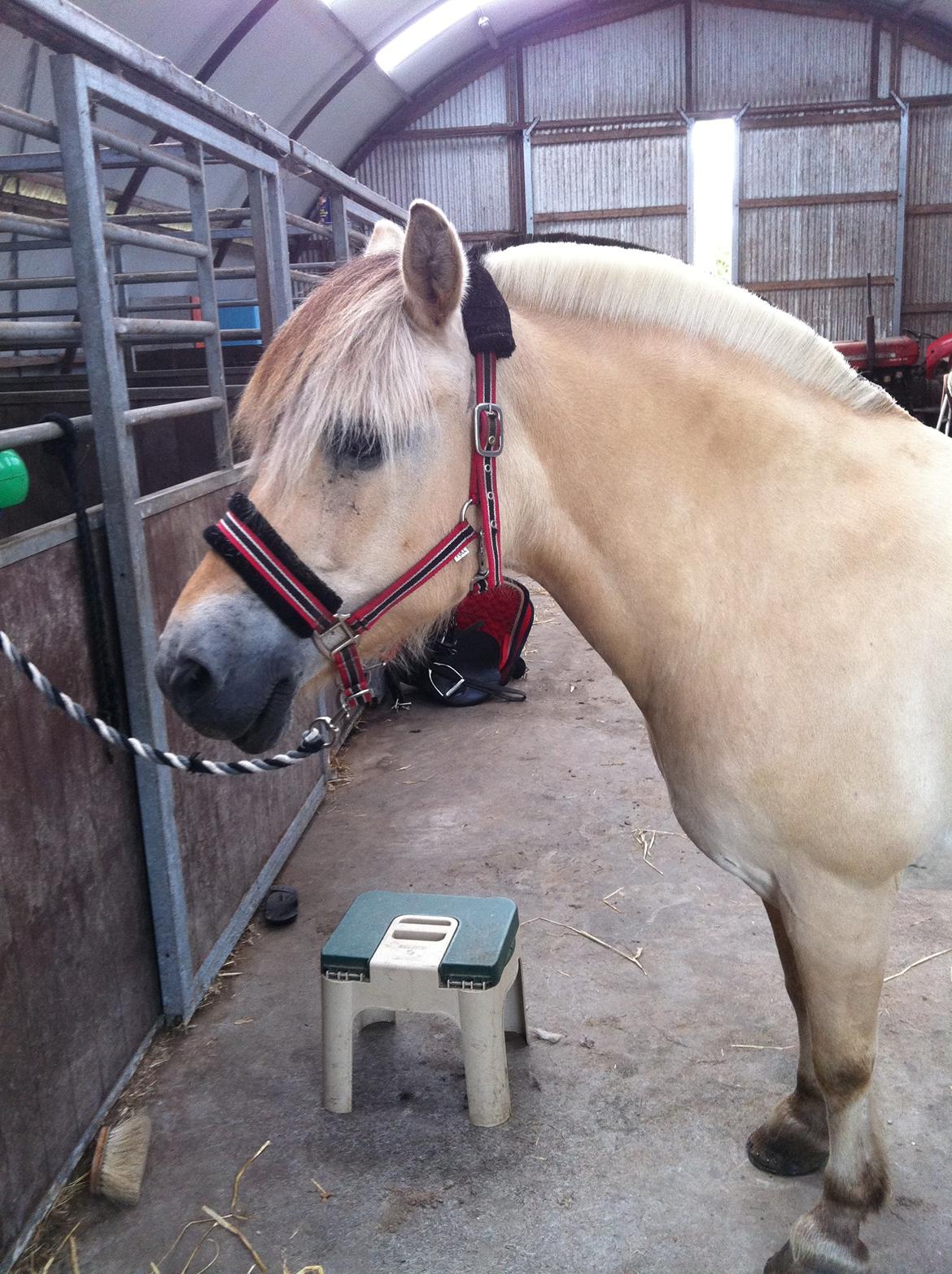 Fjordhest Sille'piien :D <33 solgt  billede 13