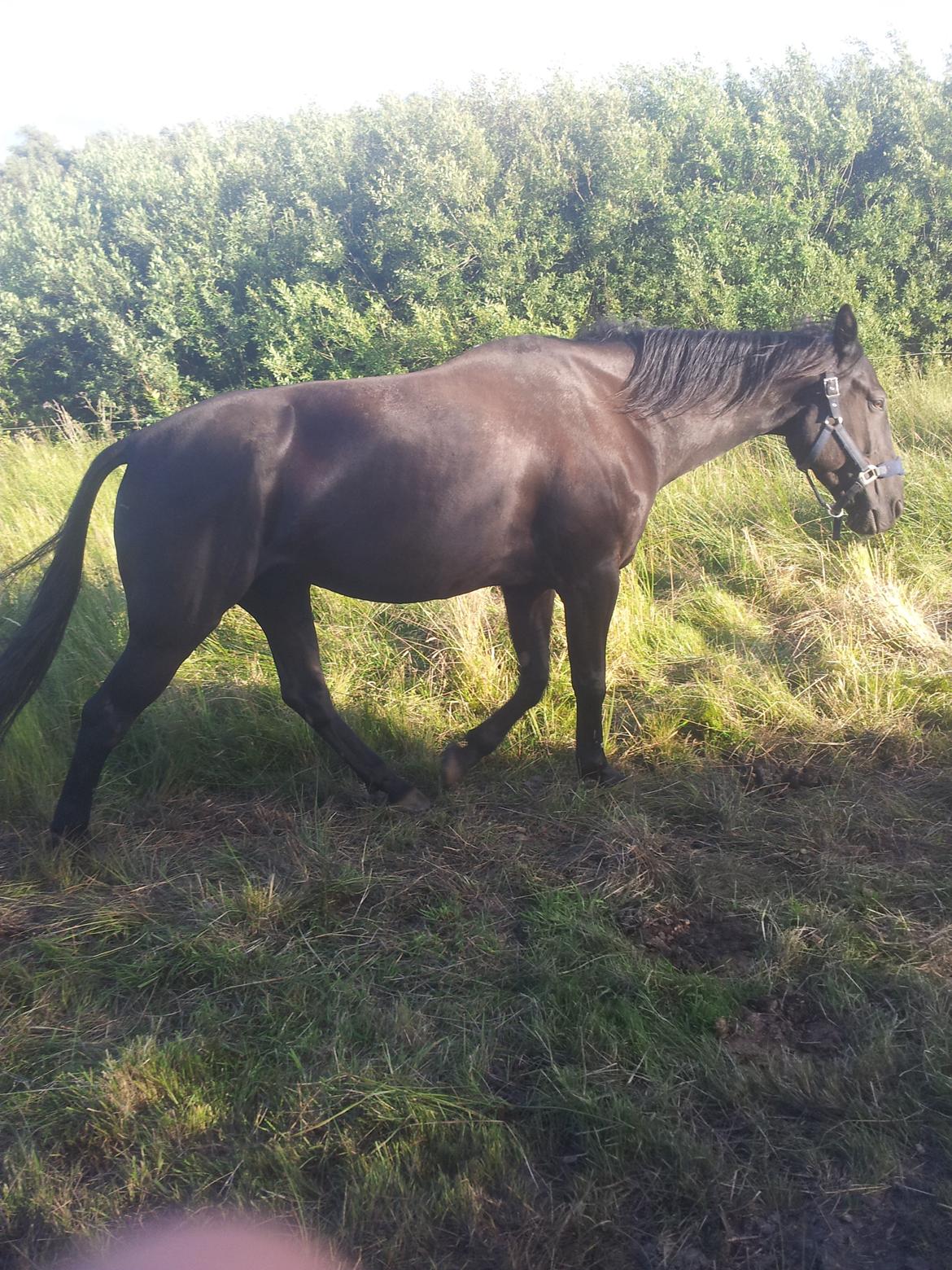 Traver Noir Speed billede 1