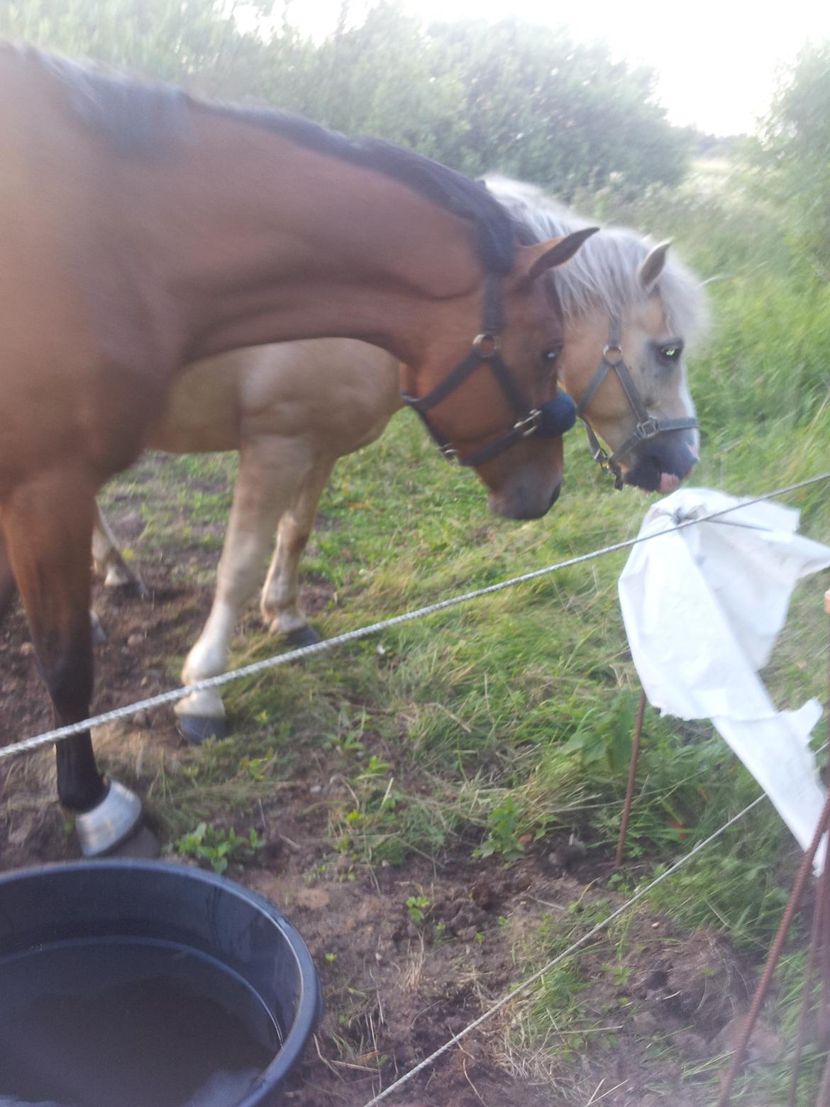 Dansk Varmblod Star billede 15