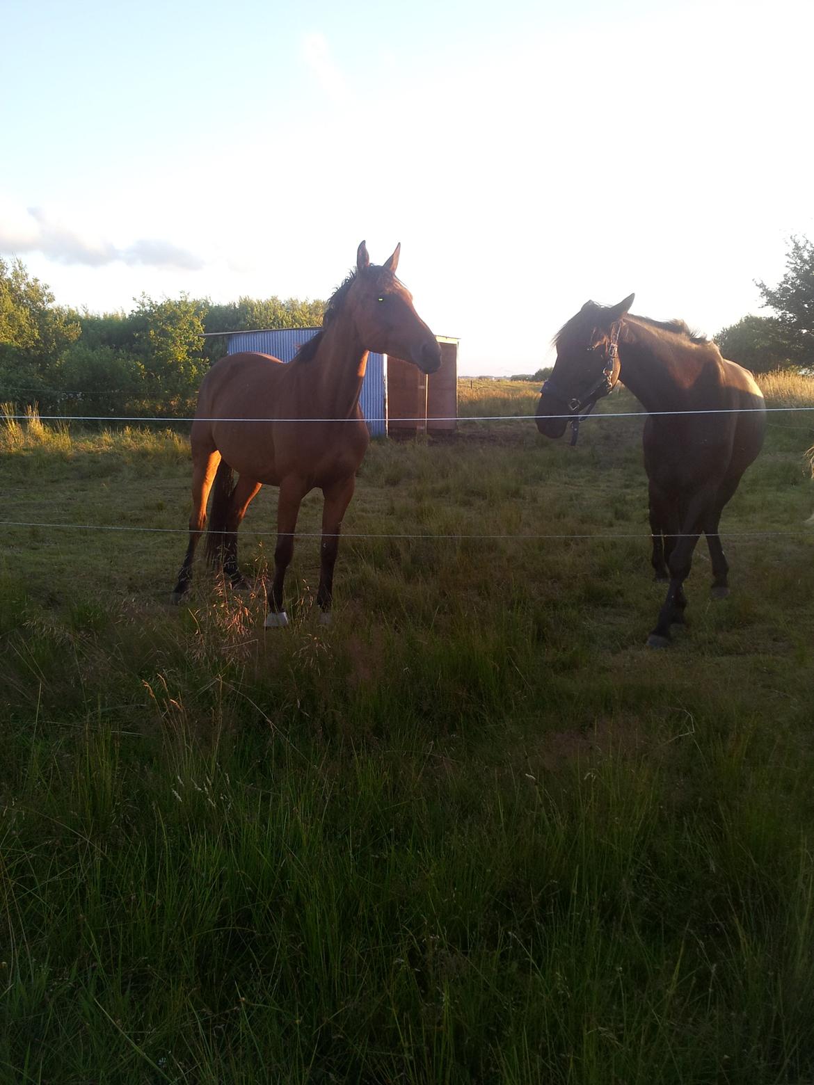 Dansk Varmblod Star billede 16