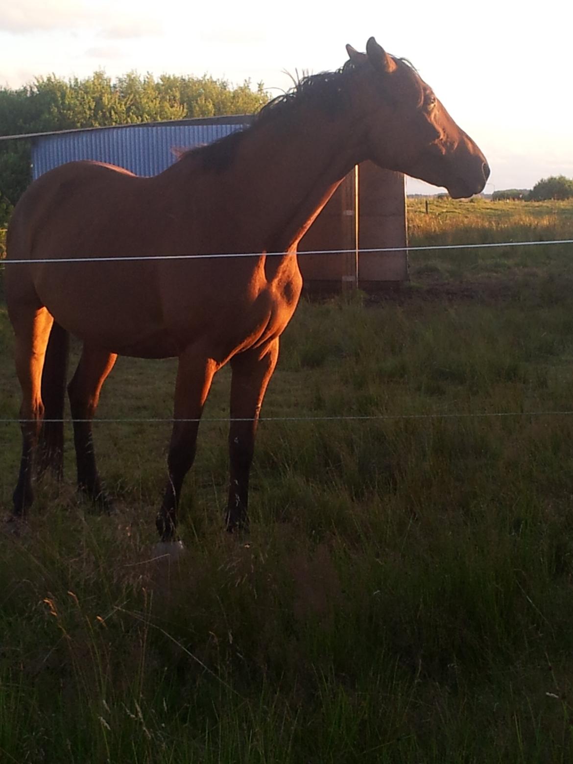 Dansk Varmblod Star billede 17